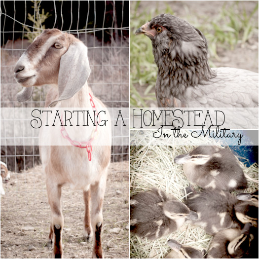 Starting A Homestead in the Military | FoodsOfOurLives.com