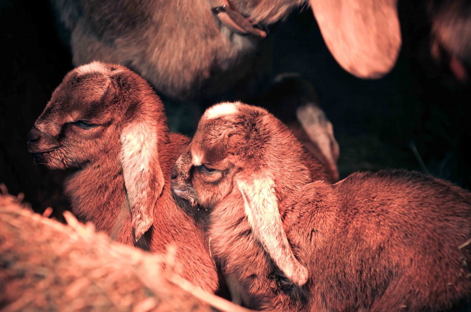 Baby nubian goats