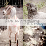 Homesteading Series: Starting Up A 3-4 Year Homestead